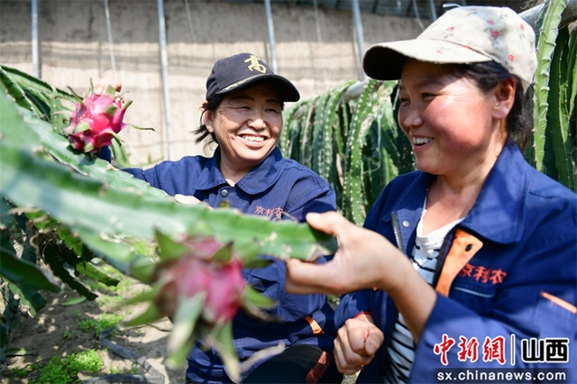 大棚里的致富经_致富经大棚种菜技术_大棚种植致富故事