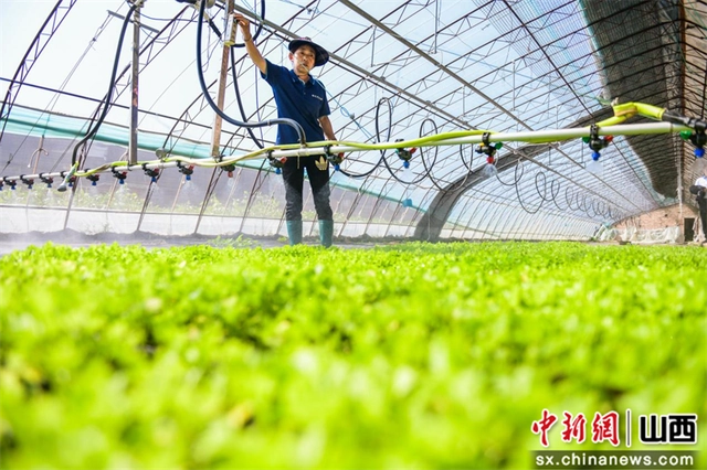 致富经大棚种菜技术_大棚里的致富经_大棚种植致富故事