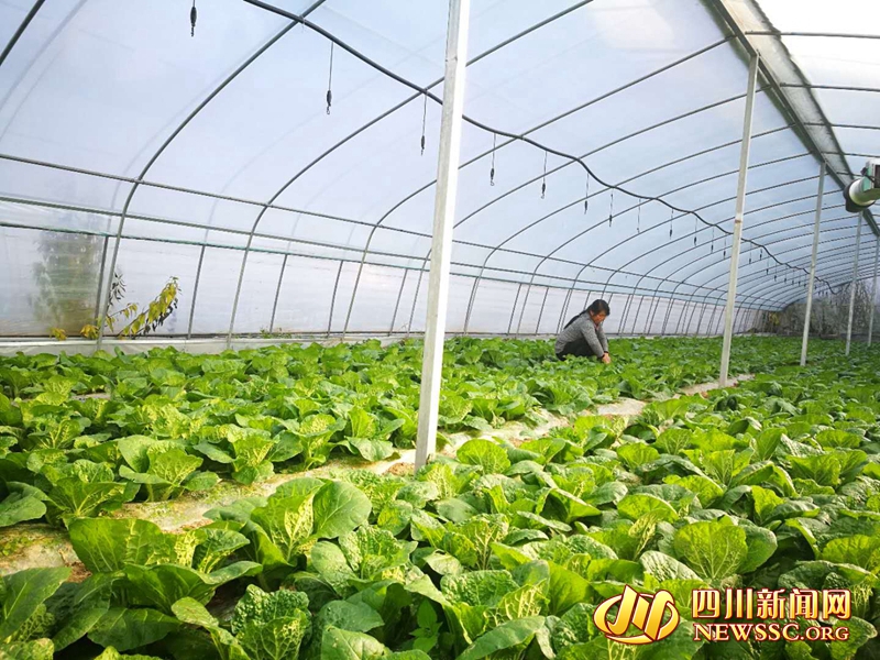 种植大棚带领村民致富_致富经大棚种菜技术_大棚种植致富故事