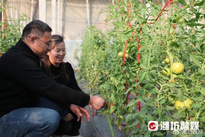 大棚西红柿高产种植技术视频_大棚西红柿种植与管理技术视频_大棚西红柿种植致富