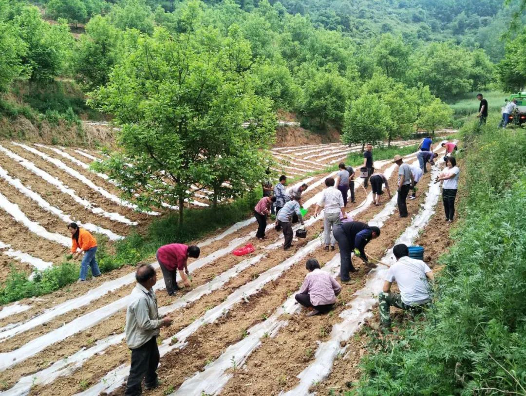 农富经种辣椒_致富经之种植椒_致富经种植辣椒