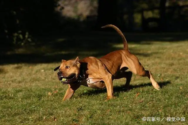 致富经养狗人坎高犬_致富经养殖狗_致富经养土狗