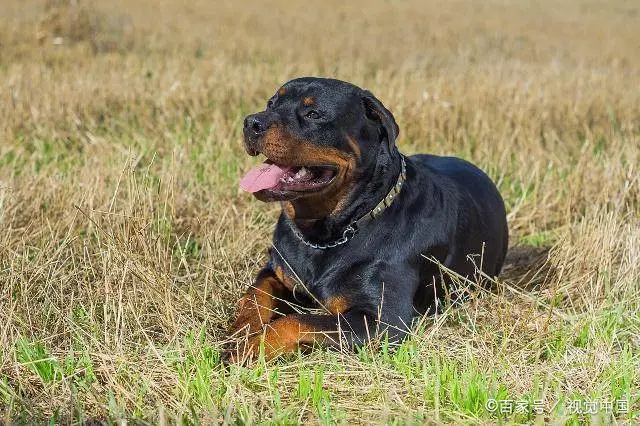 致富经养土狗_致富经养狗人坎高犬_致富经养殖狗