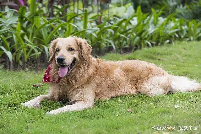 致富经养狗人坎高犬_致富经养土狗_致富经养殖狗