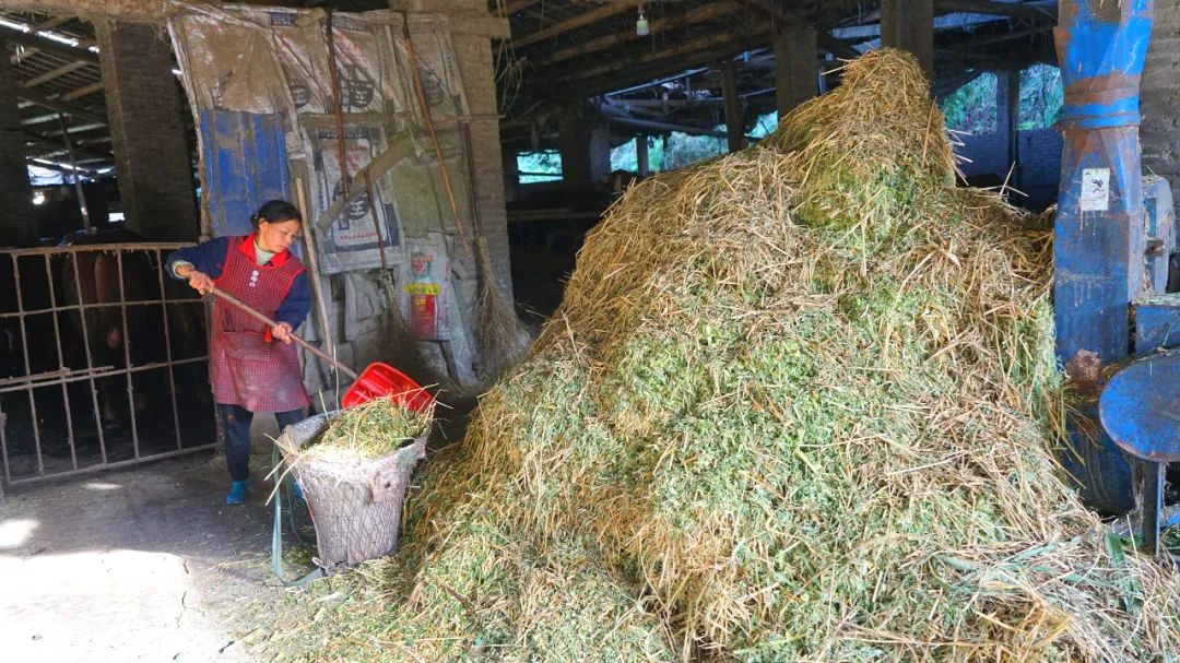 牛粪怎么赚钱_牛粪 致富经_农村不起眼的商机牛粪