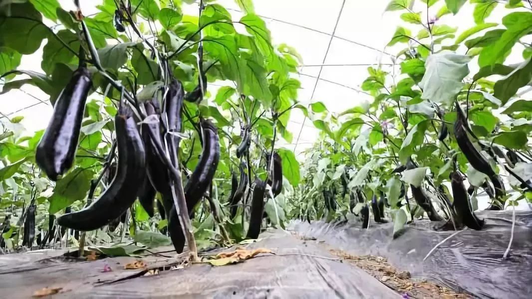 育芹菜苗用什么方法不死_育夏芹菜种植技术_种芹菜育苗技术