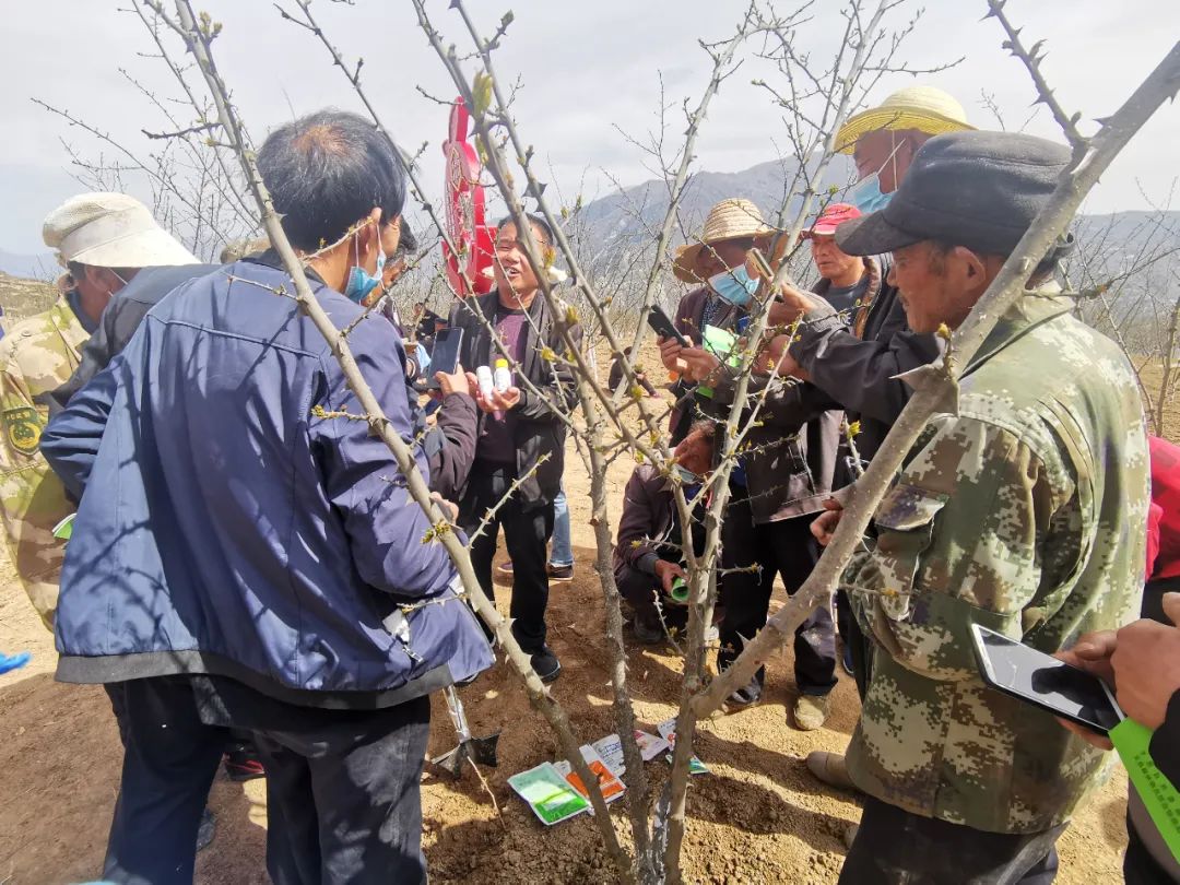 花椒致富路_致富经花椒种植技术_致富花椒种植技术视频