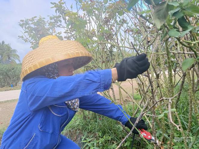 海南养殖什么最赚钱_海南致富种植养殖_海南种植业致富项目