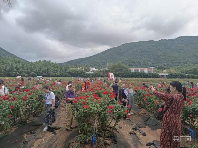 海南种植业致富项目_海南养殖什么最赚钱_海南致富种植养殖