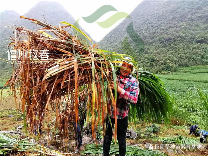 怎样种植地毯草_种植地毯草致富_地毯草种子的种植方法