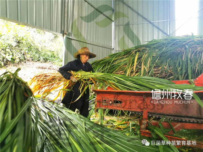 种植地毯草致富_怎样种植地毯草_地毯草种子的种植方法