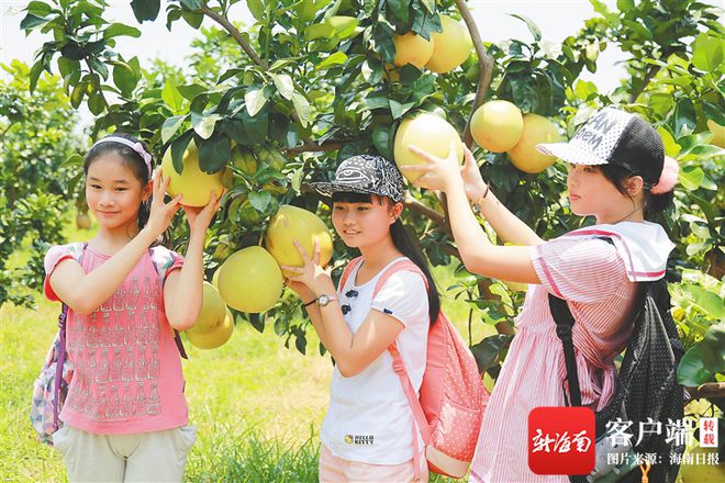 海南养殖业什么最赚钱农村_海南省养什么最赚钱_海南致富种植养殖