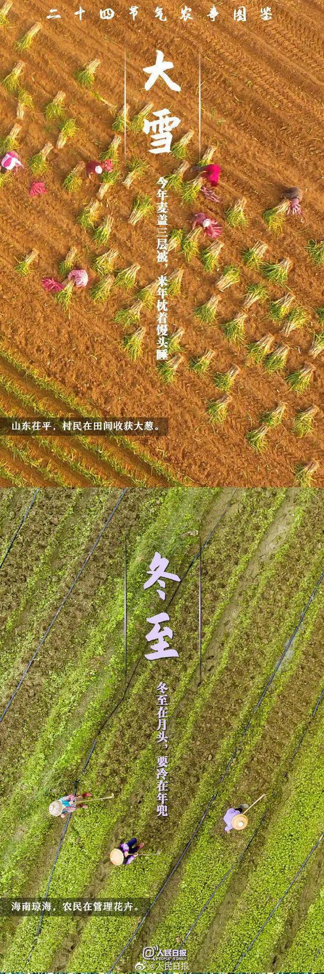 育夏芹菜种植技术_育芹菜苗用什么方法不死_育芹菜苗的方法