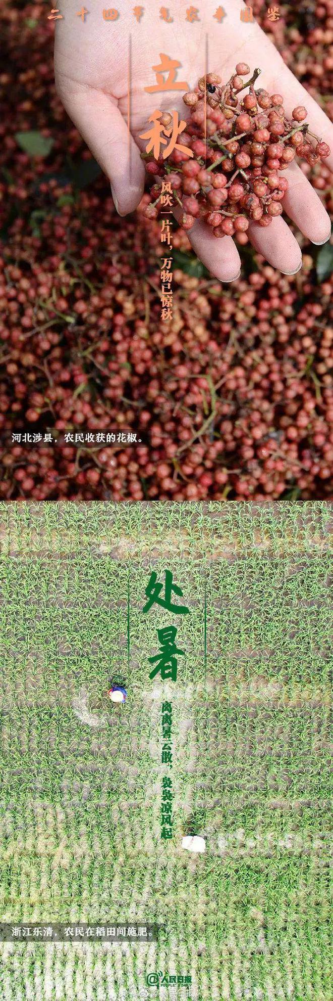 育芹菜苗的方法_育芹菜苗用什么方法不死_育夏芹菜种植技术