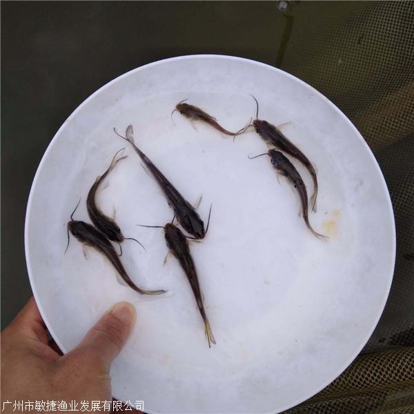 叉尾鱼水花养殖技术_叉尾水花大量死亡是什么原因_叉尾鱼养殖技术视频