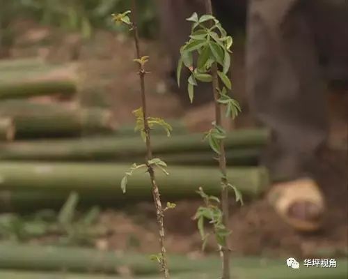 致富花椒种植技术视频_致富经花椒种植技术_致富花椒种植技术与管理