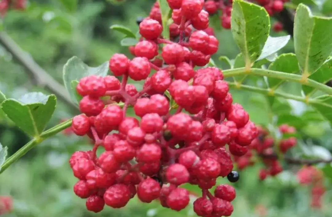 致富经花椒种植技术_花椒致富路_致富经种花椒