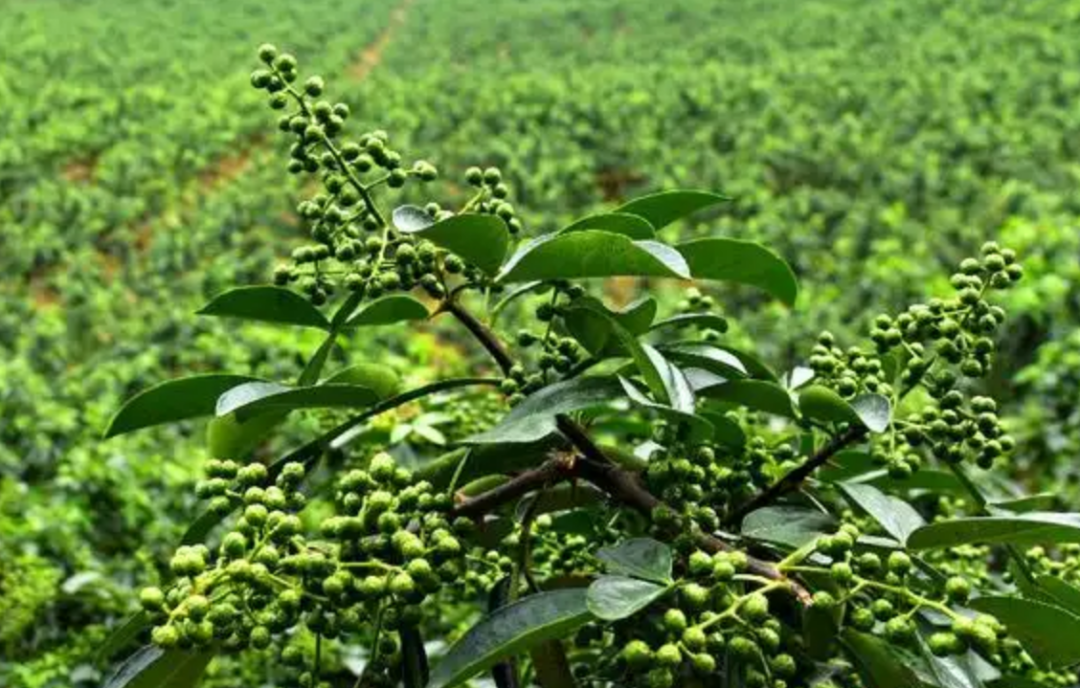 致富经种花椒_花椒致富路_致富经花椒种植技术