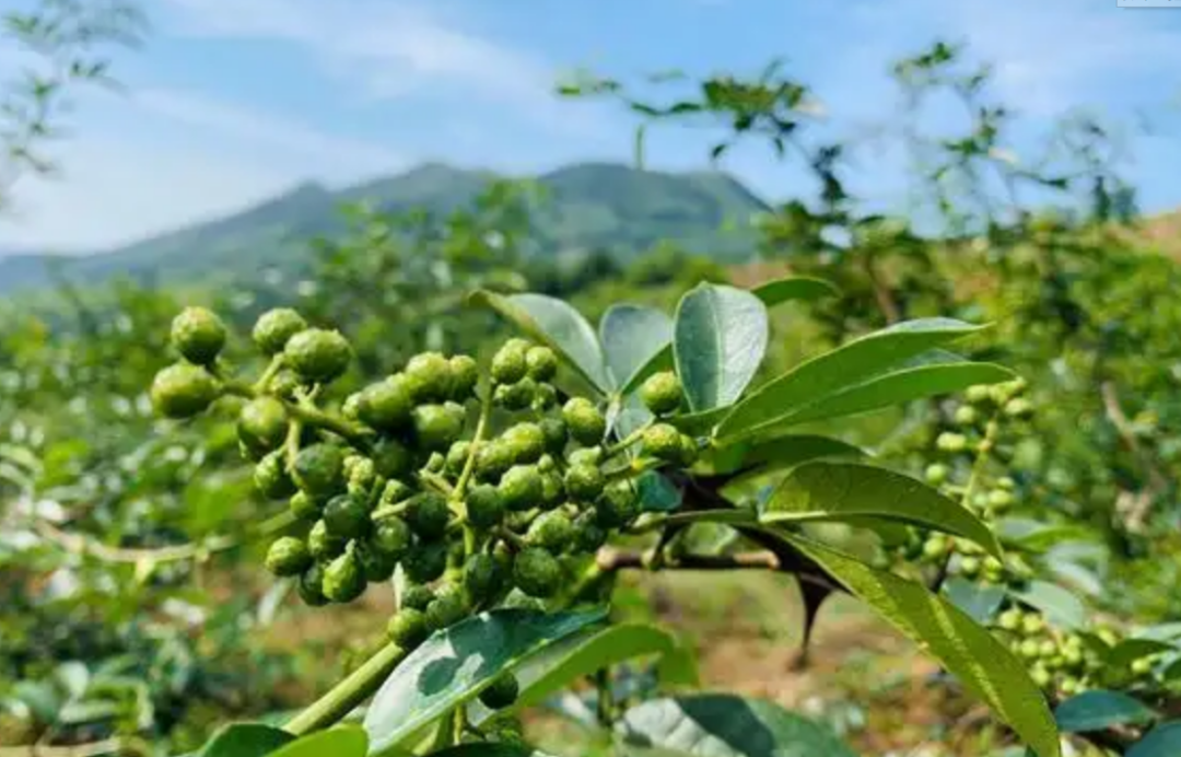 致富经花椒种植技术_致富经种花椒_花椒致富路