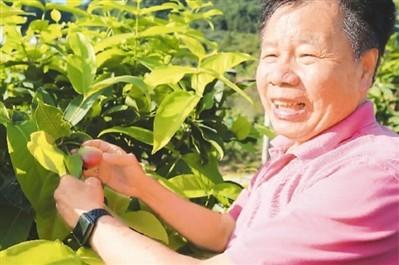 福建省西红柿产地_福建种植西红柿致富_福建西红柿种植时间