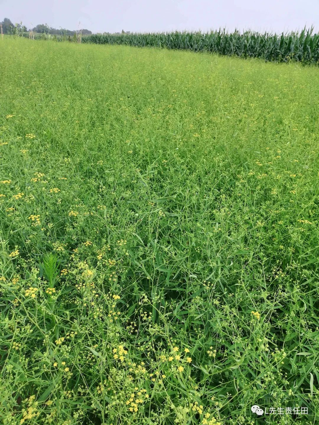 种植柴胡的经济效益_柴胡种植技术与亩收益_种植柴胡赚钱吗