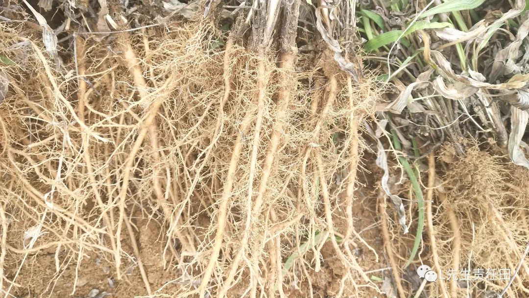 种植柴胡的经济效益_柴胡种植技术与亩收益_种植柴胡赚钱吗