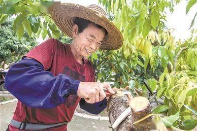 风景树种植致富经_致富经种景观树_种植景观树赚钱吗