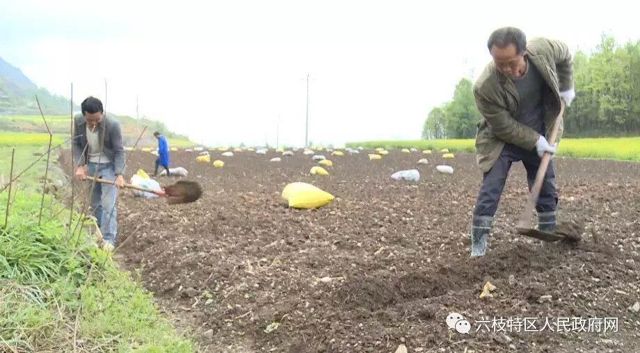 郎岱镇把利村：生姜种植铺垫致富路