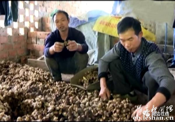 致富经生姜种植技术视频_致富经生姜种殖_生姜种植致富