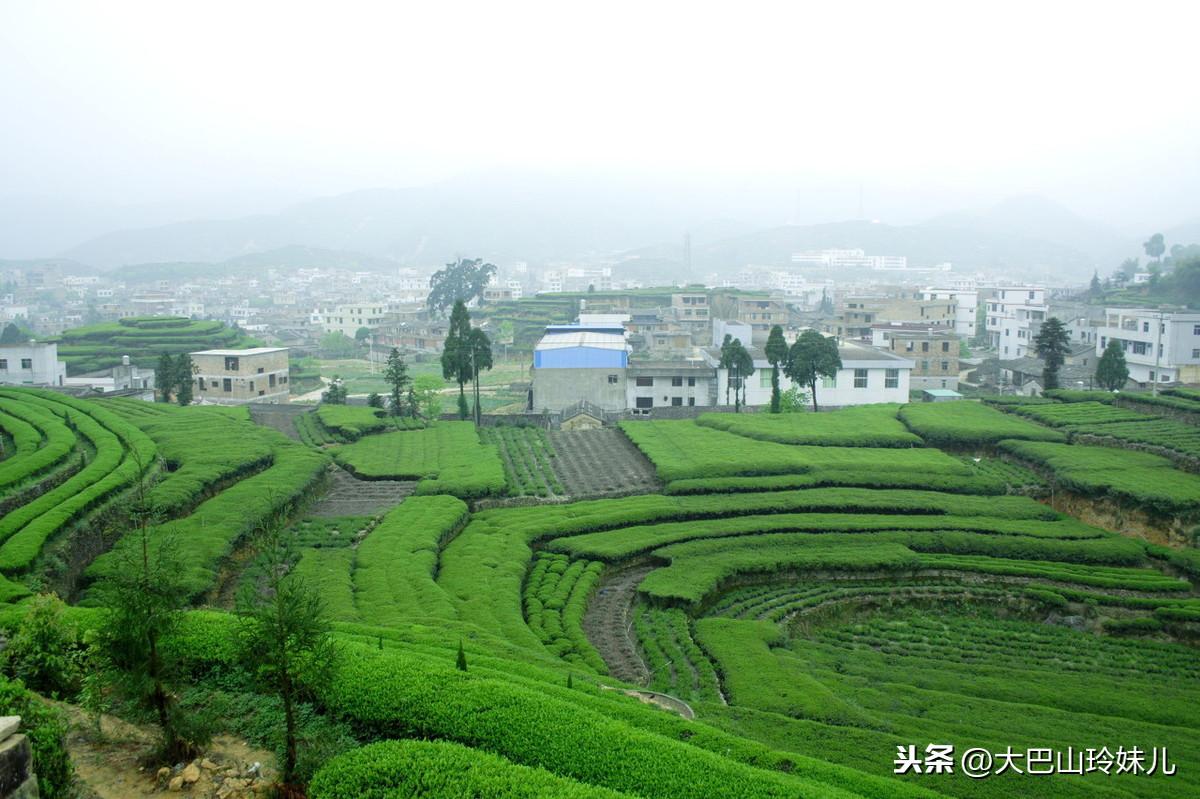 种花致富经_致富经花卉_2020致富种植花草