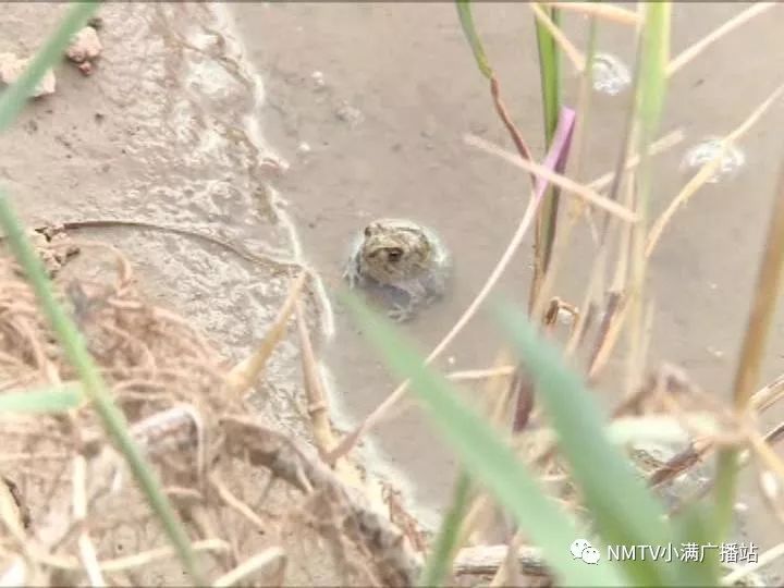 蟾蜍的养殖与加工技术_蟾蜍的养殖与加工技术_蟾蜍的养殖与加工技术