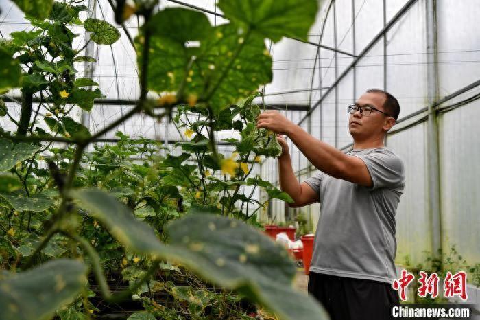 福建种植西红柿致富_福建莆田西红柿基地_西红柿养殖基地