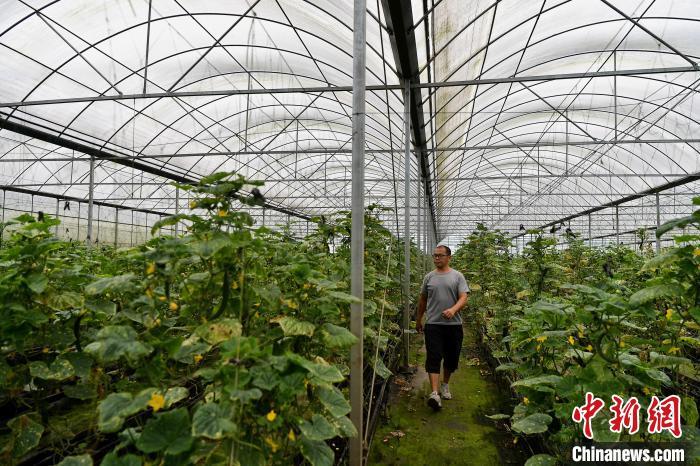 西红柿养殖基地_福建种植西红柿致富_福建莆田西红柿基地