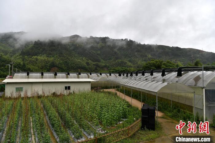 福建种植西红柿致富_西红柿养殖基地_福建莆田西红柿基地