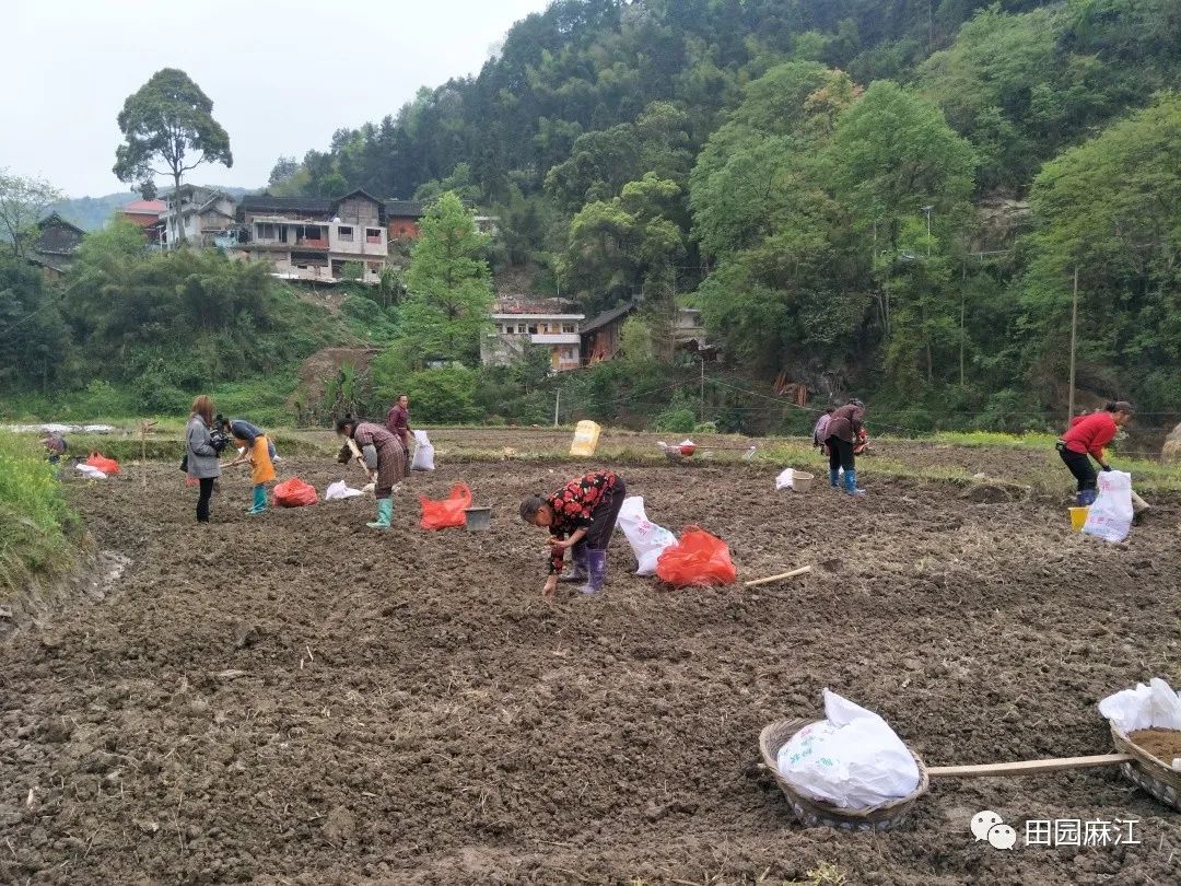 龙山镇复兴村：合作社引领村民走上生姜种植致富路