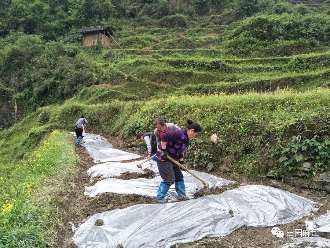 致富经生姜种殖_致富经生姜种植技术视频_种殖生姜前景