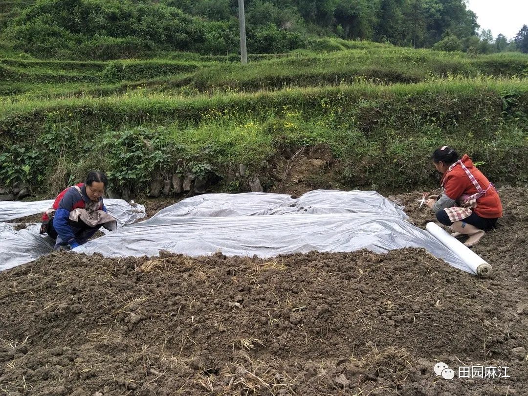 致富经生姜种殖_种殖生姜前景_致富经生姜种植技术视频