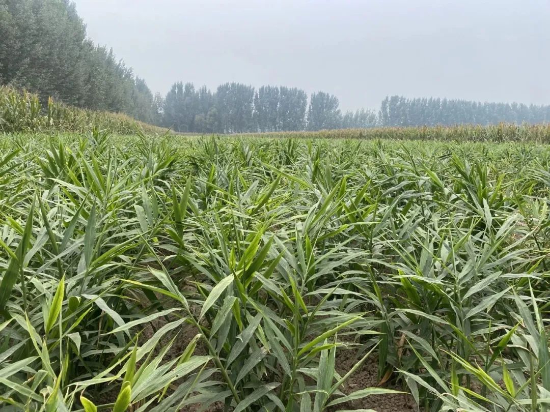 生姜种植与加工技术_致富经生姜种殖_致富经种植生姜视频