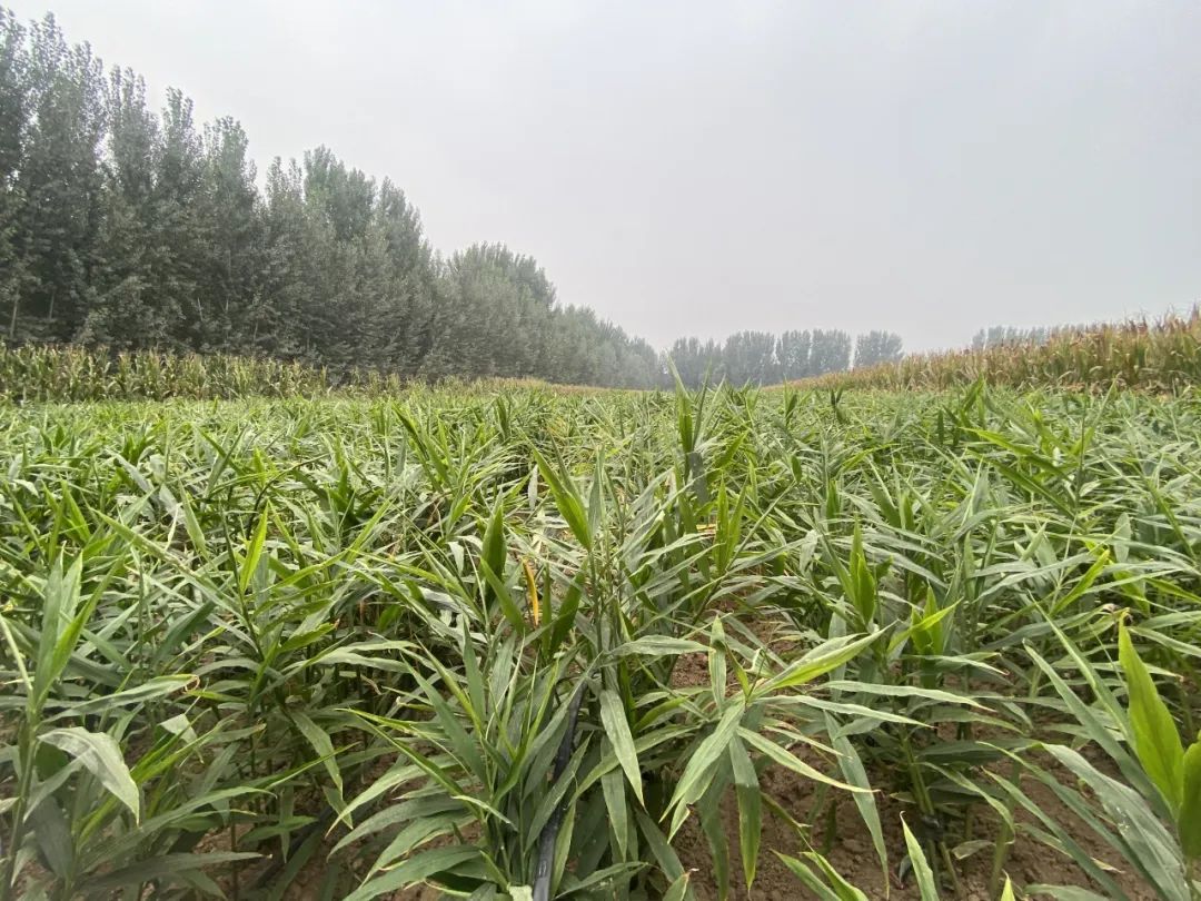 致富经种植生姜视频_生姜种植与加工技术_致富经生姜种殖