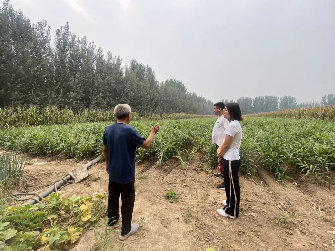 致富经生姜种殖_生姜种植与加工技术_致富经种植生姜视频