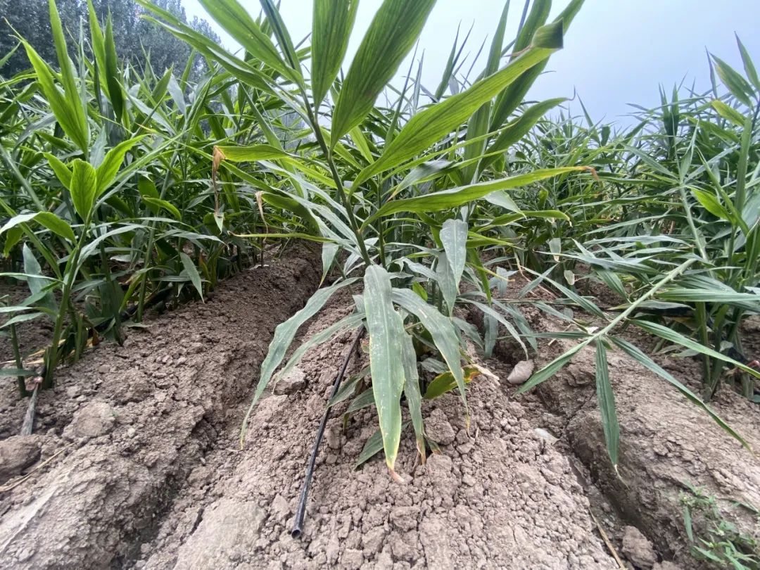 致富经种植生姜视频_致富经生姜种殖_生姜种植与加工技术