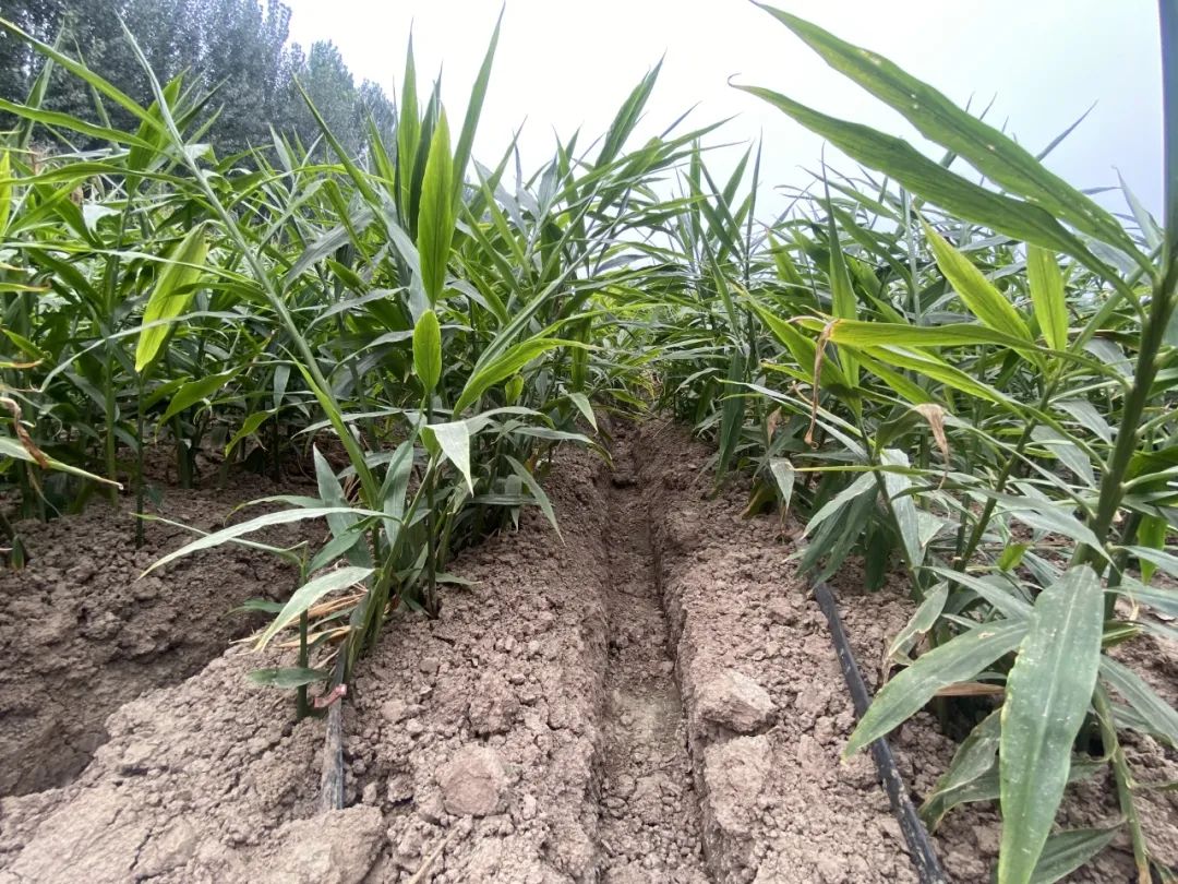 致富经种植生姜视频_致富经生姜种殖_生姜种植与加工技术