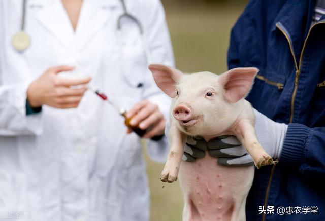 母猪养殖技术和疫苗_疫苗养殖母猪技术指南_疫苗养殖母猪技术要求