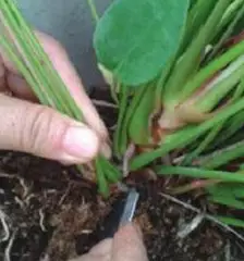 红掌栽培技术_种植红掌技术视频教程_红掌种植技术