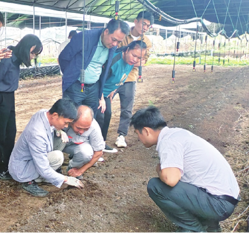 设施大棚养蚯蚓 壮大村级集体经济