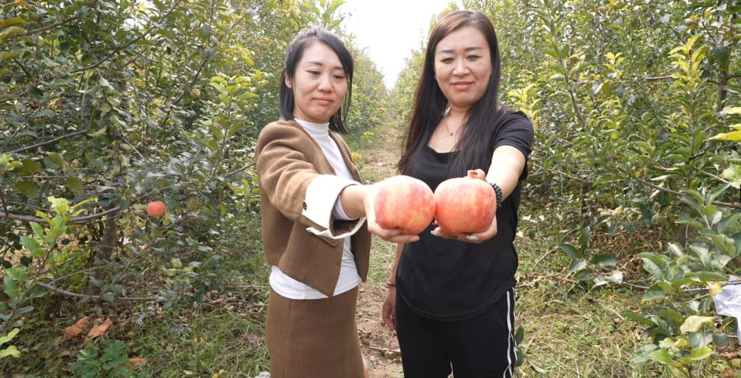 早熟苹果苗_早熟苹果种植致富_早熟苹果树新品种