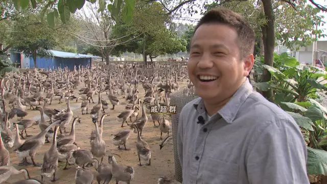 马岗鹅苗视频_致富经养马冈鹅视频_马岗鹅养殖技术视频