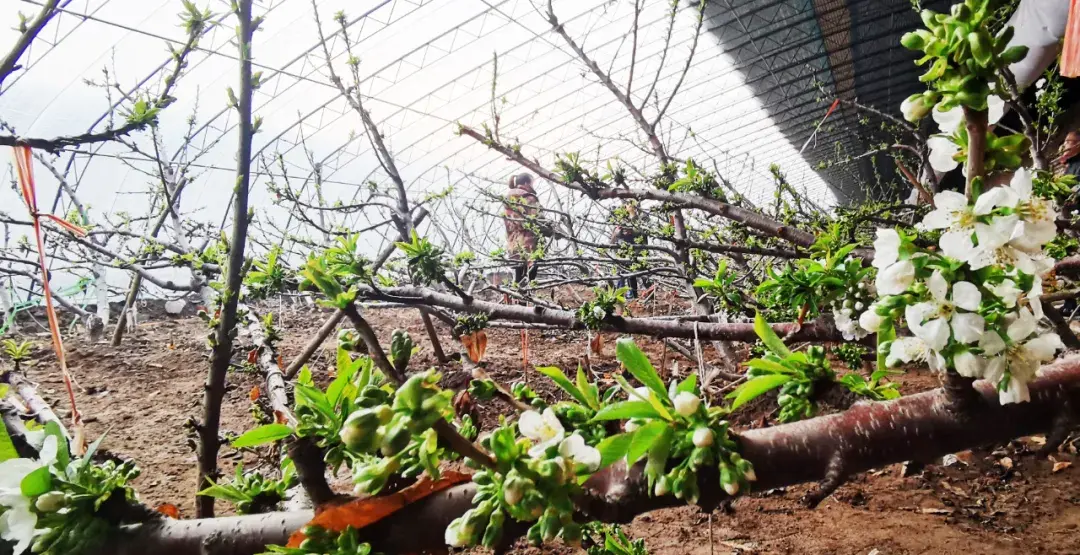 福建种植西红柿致富_福建西红柿种植时间_福建莆田西红柿基地