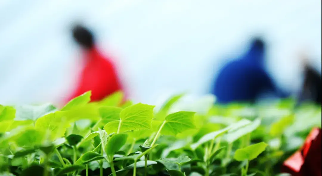 福建西红柿种植时间_福建种植西红柿致富_福建莆田西红柿基地