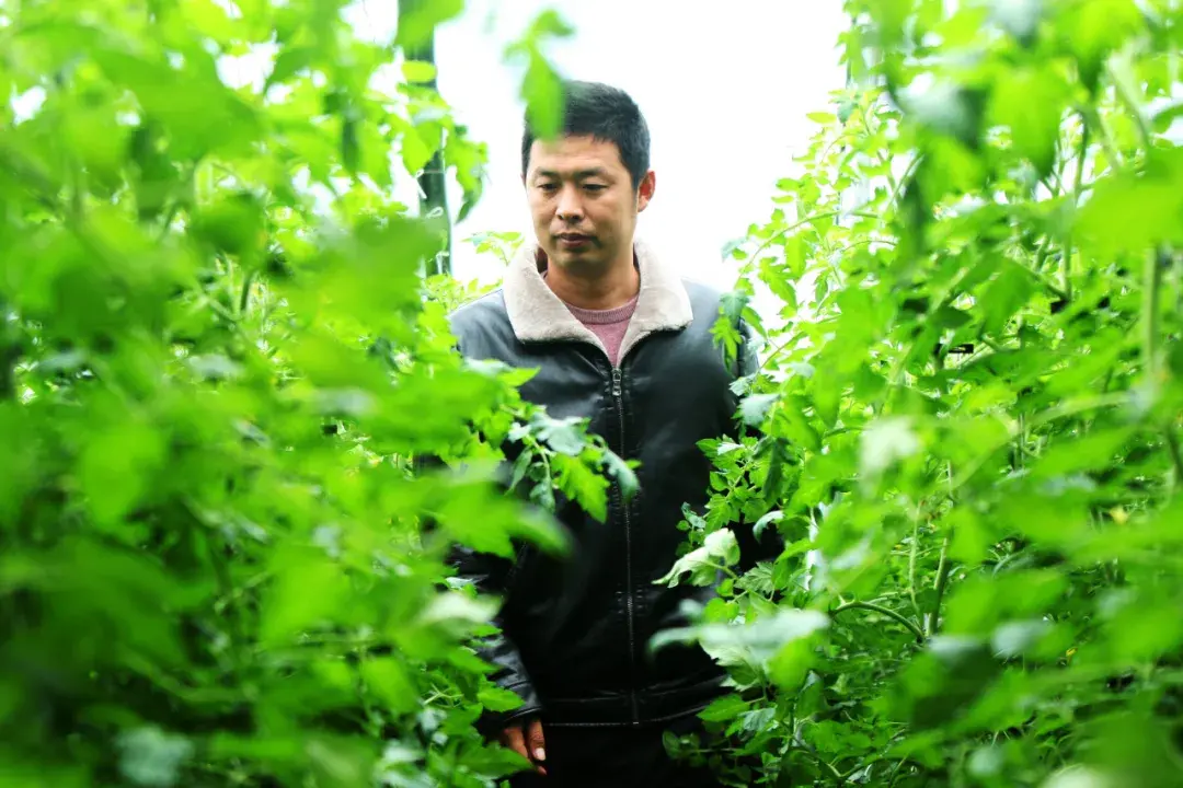 福建种植西红柿致富_福建莆田西红柿基地_福建西红柿种植时间